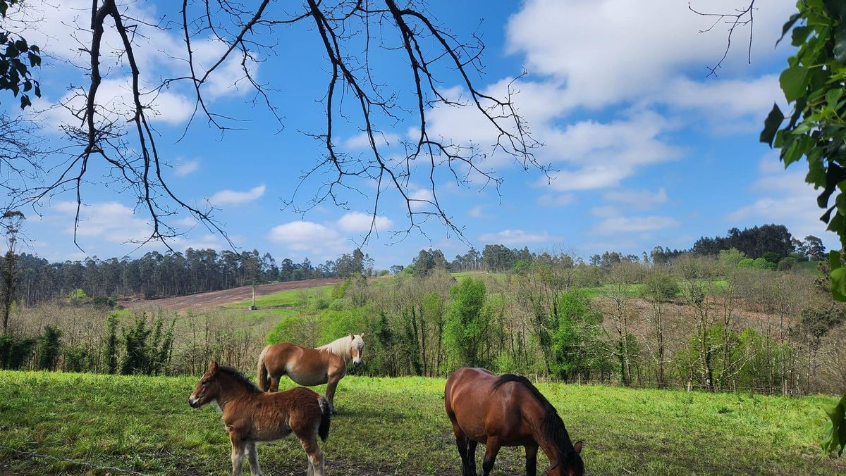 Los terrenos de La Belga.