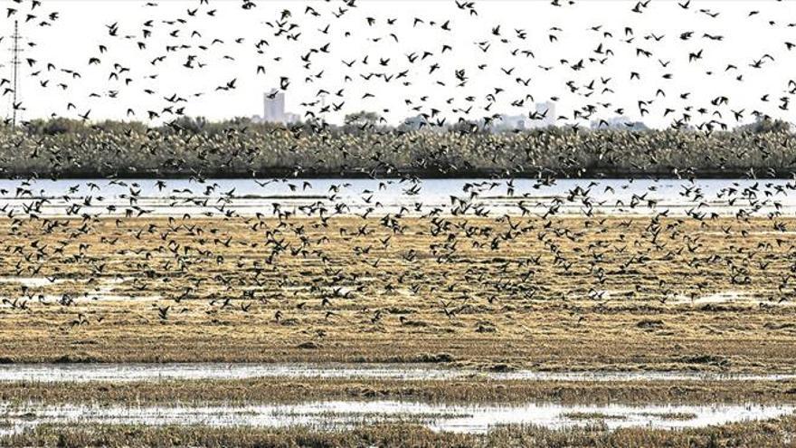 La Albufera agoniza y amenaza con acabar como el Mar Menor