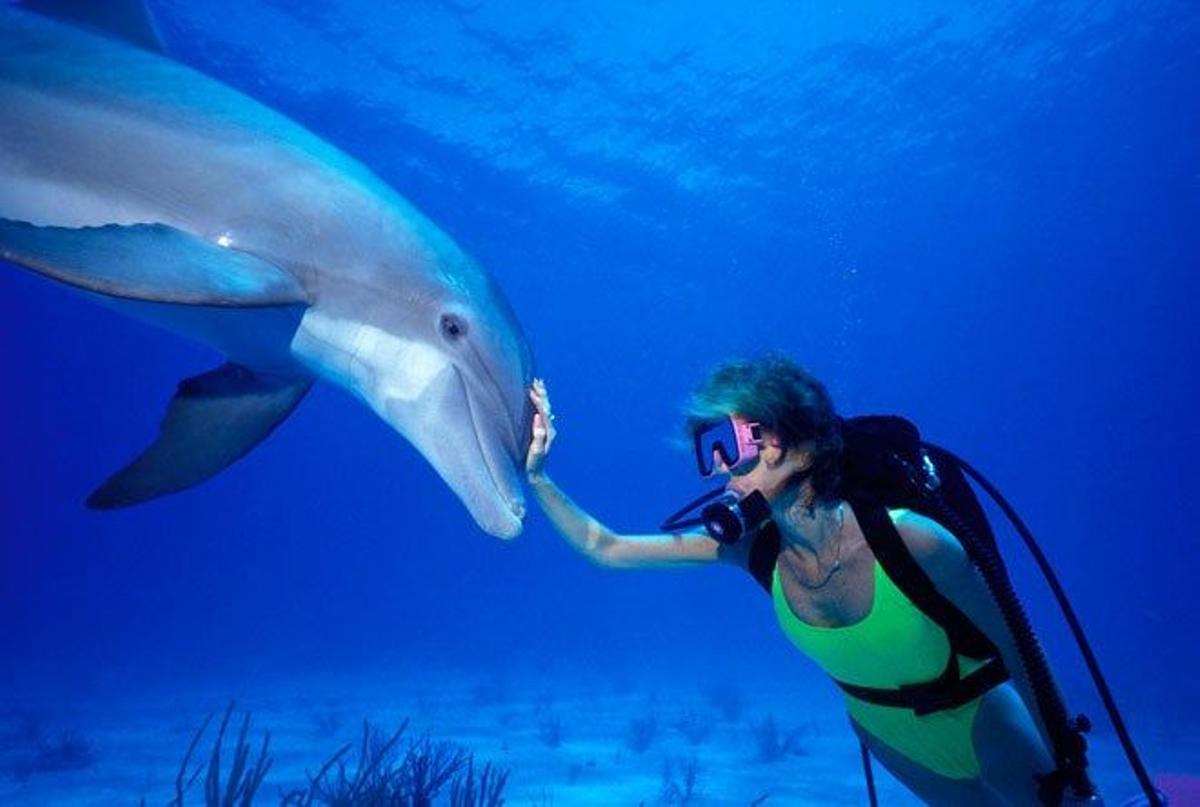 Delfín nariz de botella cerca de la ciudad de Freeport, en la isla de Grand Bahama.