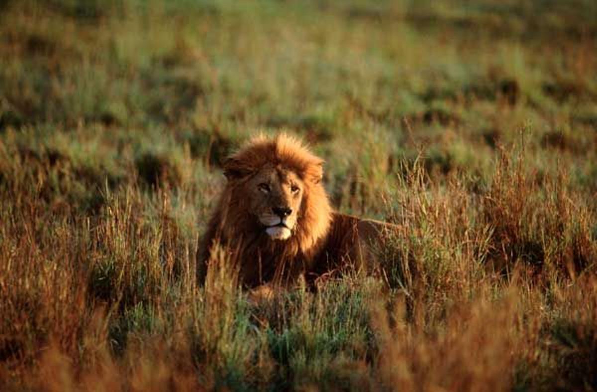 Un busca del Rey León en Kenia