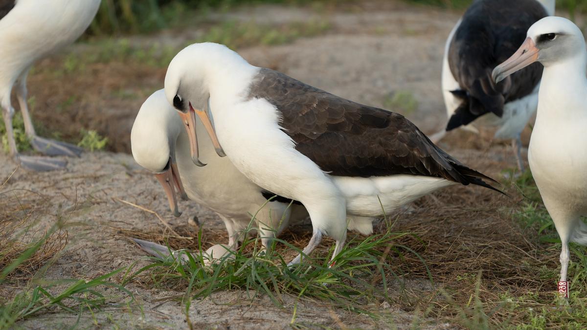 世界最高齢の野鳥、74歳で卵を産む