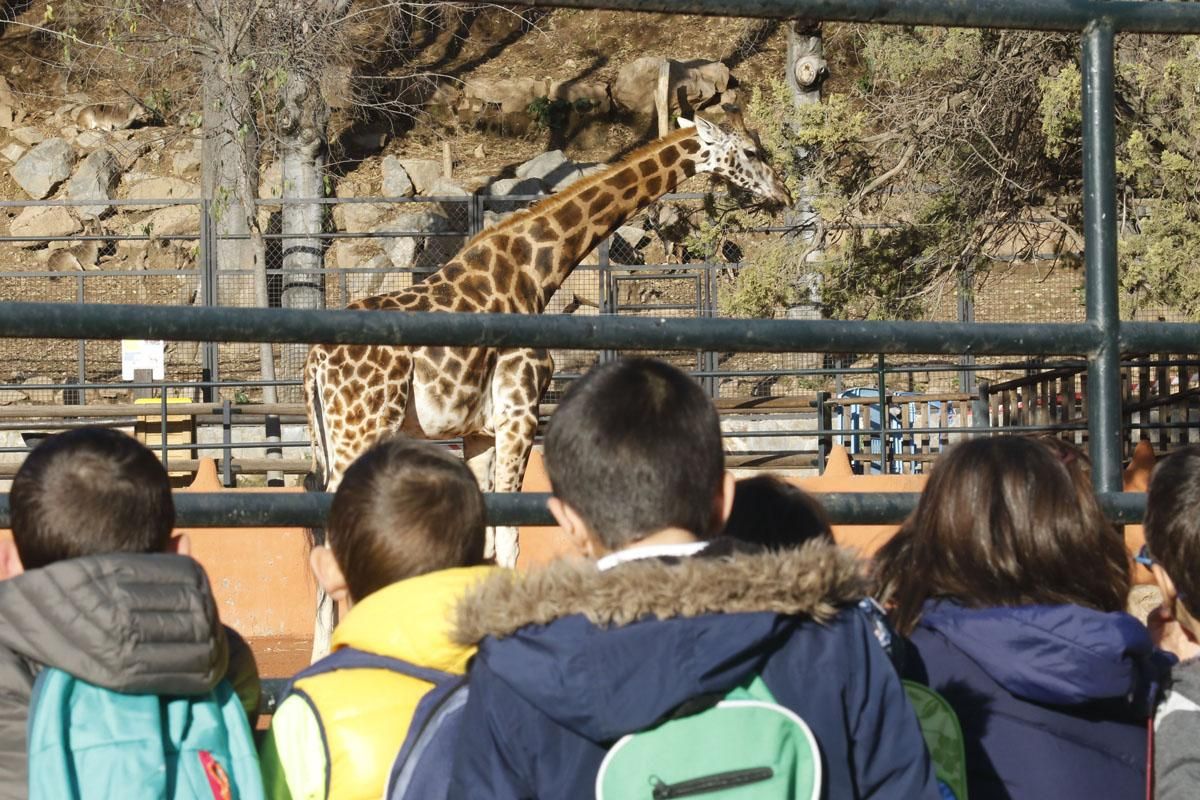 Bulería, la primera jirafa del Zoo de Córdoba