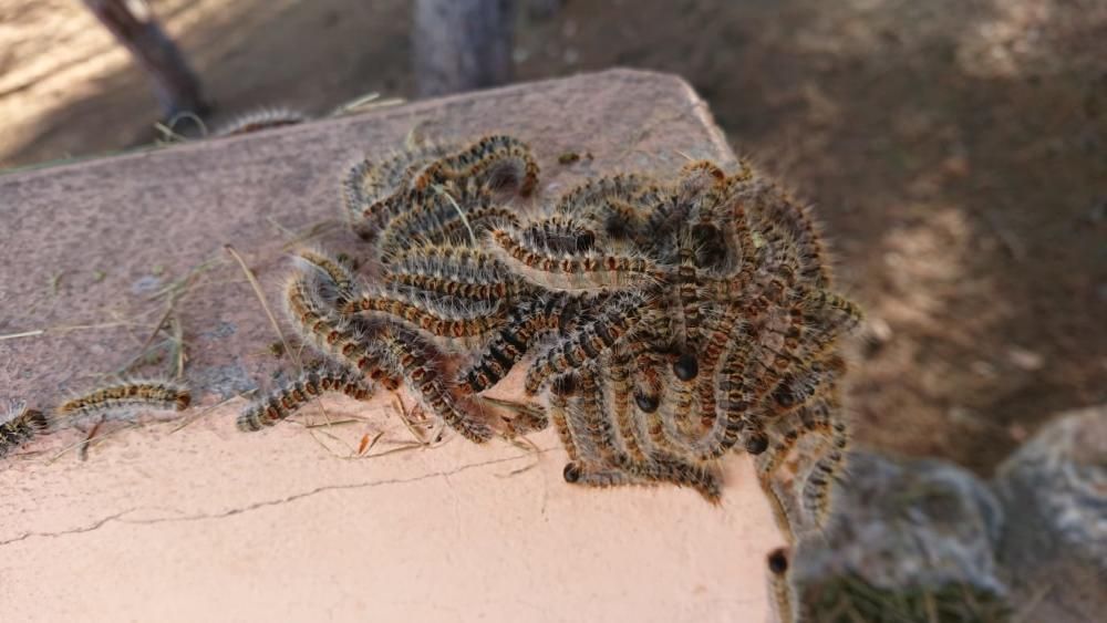 Las orugas campas a sus anchas por las zonas de juegos infantiles del parque municipal del Molino del Agua en Torrevieja