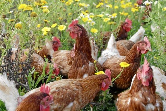 Sie sind für das Eierlegen gezüchtet, wissen, was sie zu tun haben, genießen den Auslauf - und schauen doch stets ängstlich gen Himmel. Zu Besuch bei 1.200 Hühnern in der Nähe von Marratxí.