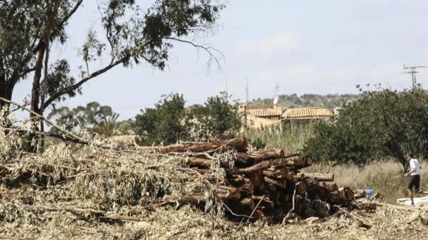 Decenas de ejemplares talados amontonados en el terreno.