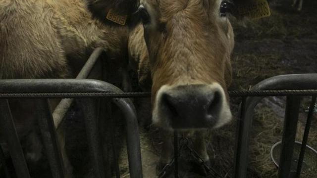 Cuadra d'una esplotación ganadera d'Onís.