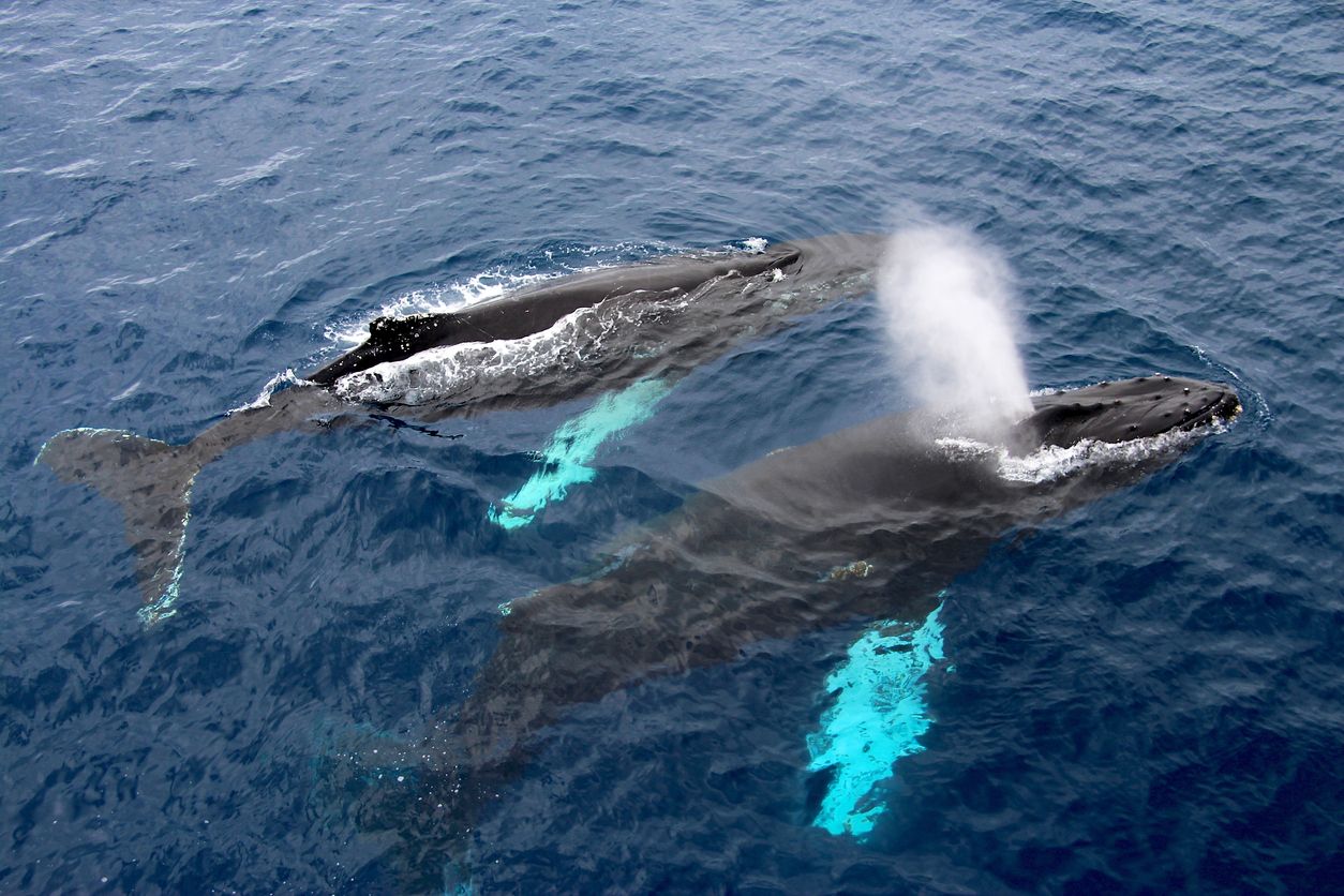Zona de paso también para ballenas
