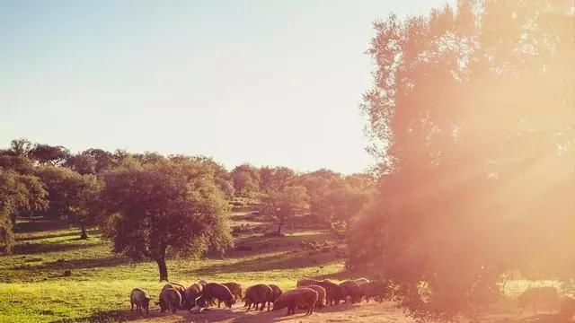 Una joya de casas blancas, naturaleza desbordante y un gran patrimonio: así es el pueblo con el mejor jamón del mundo