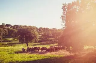 Una joya de casas blancas, naturaleza desbordante y un gran patrimonio: así es el pueblo con el mejor jamón del mundo