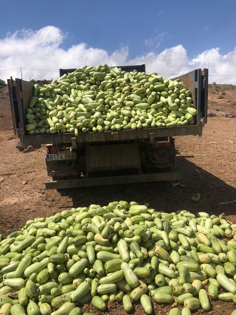 Agricultores tinerfeños tiran kilos de verdura a la basura por los excedentes de producción.