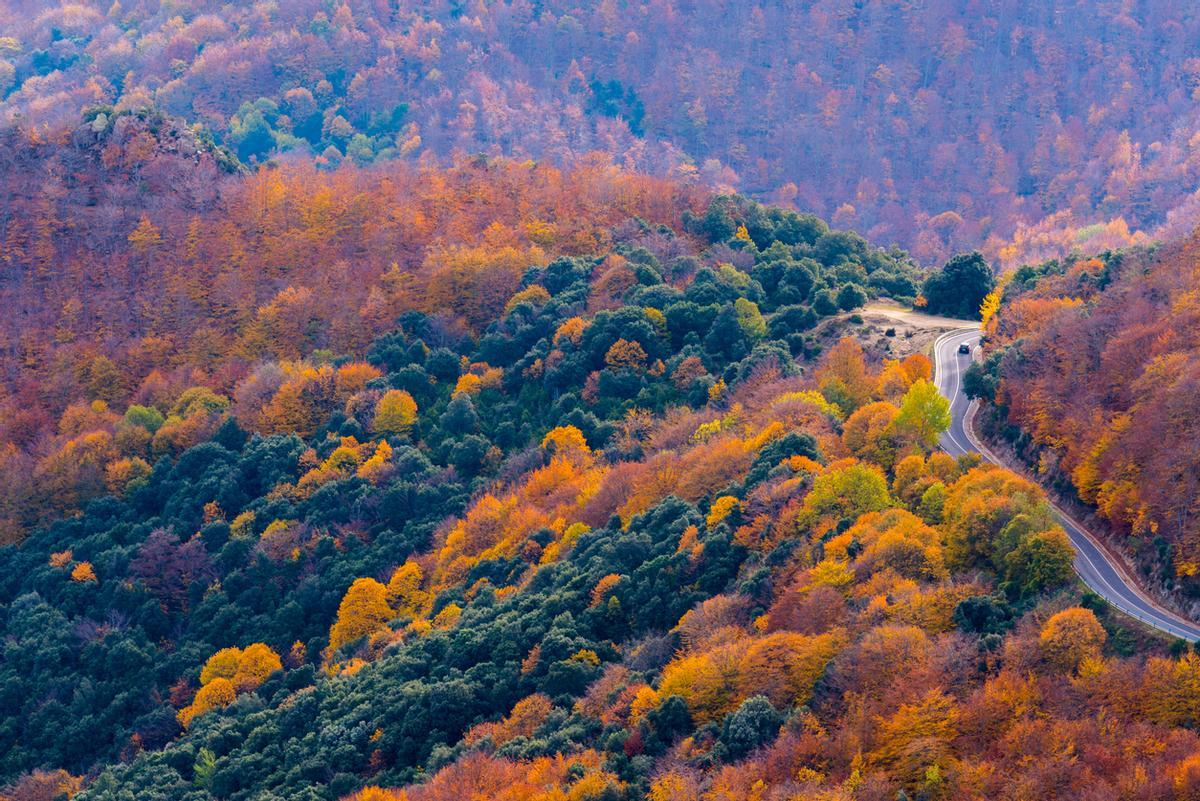 Es uno de los bosques más singulares de Cataluña