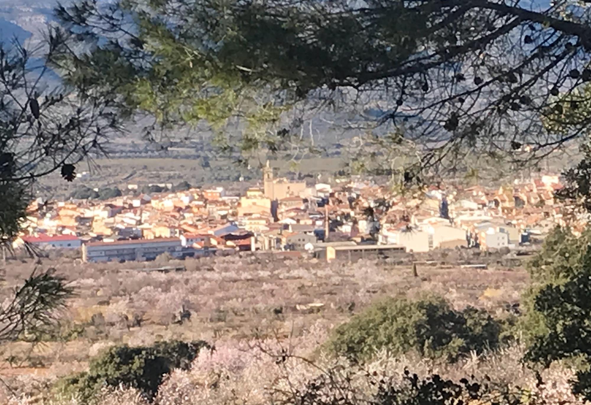 Imágenes de almendros en Albocàsser