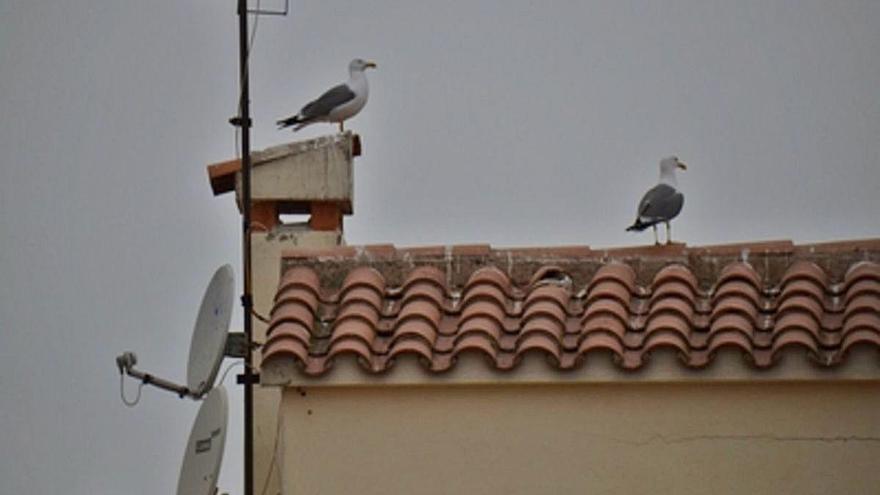 Gavians en una teulada.