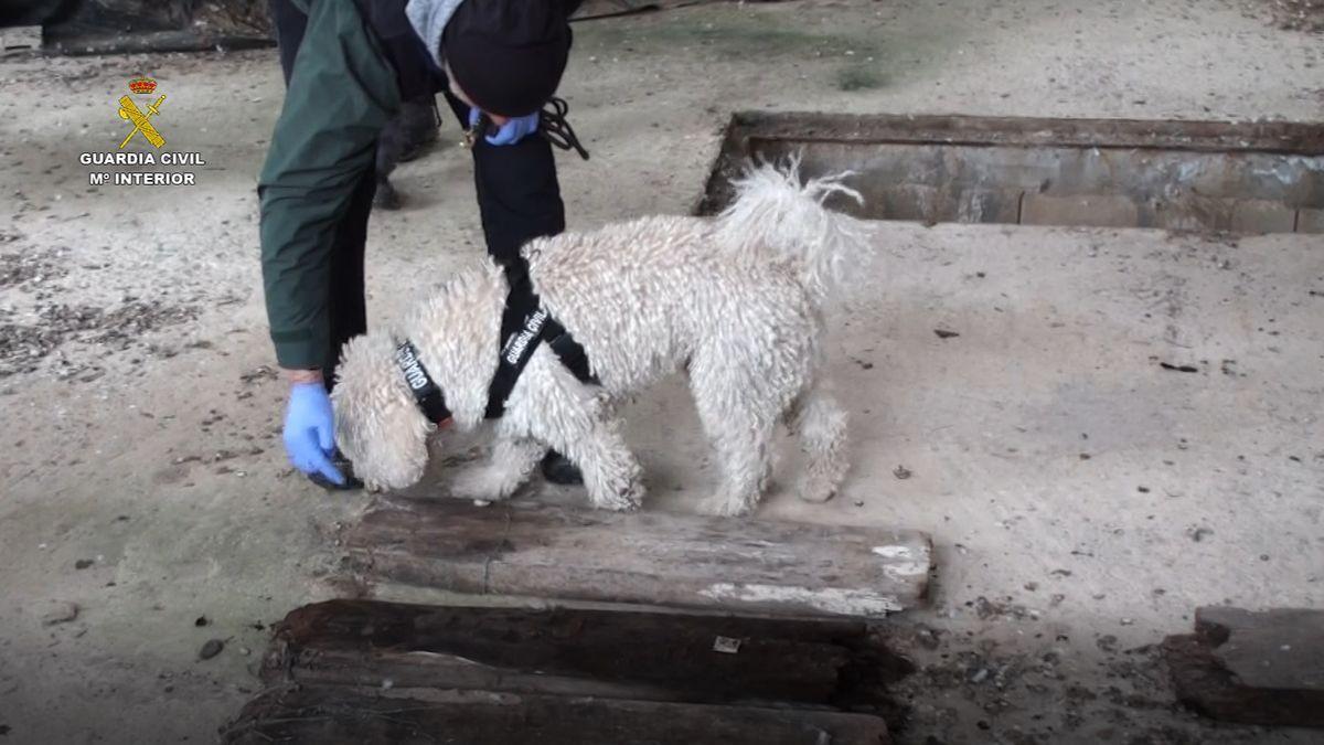 Buscan en una finca de Muro los restos de un marroquí que se sospecha que fue asesinado en 2018.