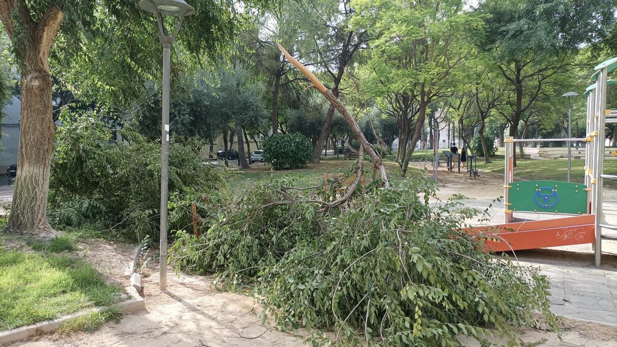 EFECTOS VIENTO HURACANADO DE ANOCHE EN CALLES Y JARDINES DE MURCIA