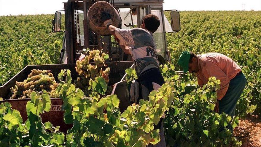 Extremadura consigue 180 hectáreas para nuevos cultivos de cava