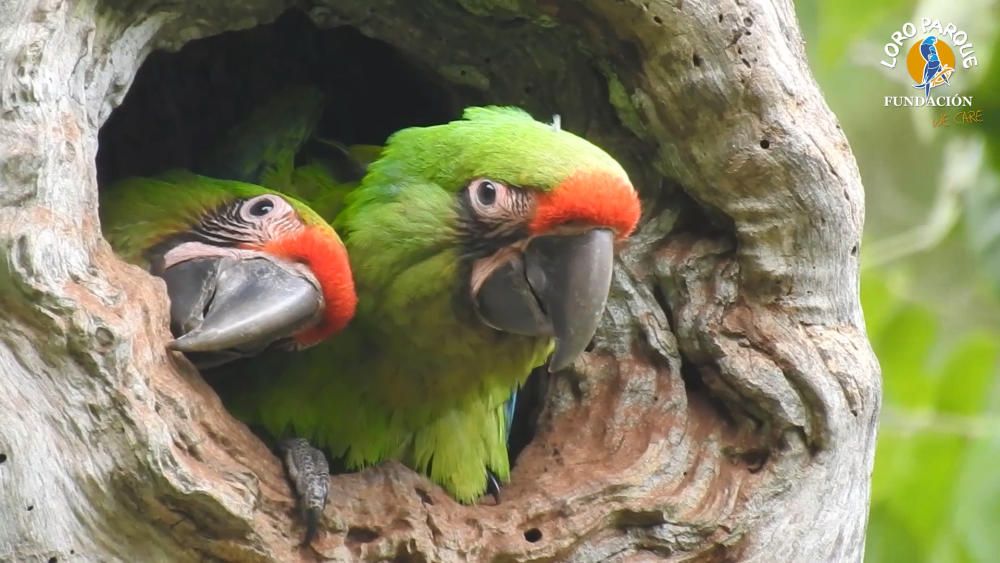 Loro Parque libera seis guacamayos en Ecuador