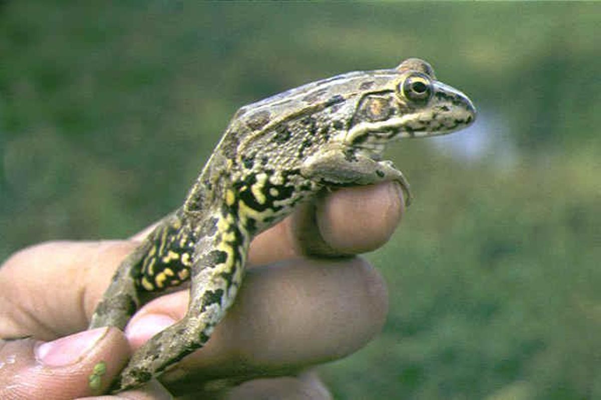 La rana común es una especie protegida en la Comunidad Valenciana y se encuentra en el parque municipal de Elche