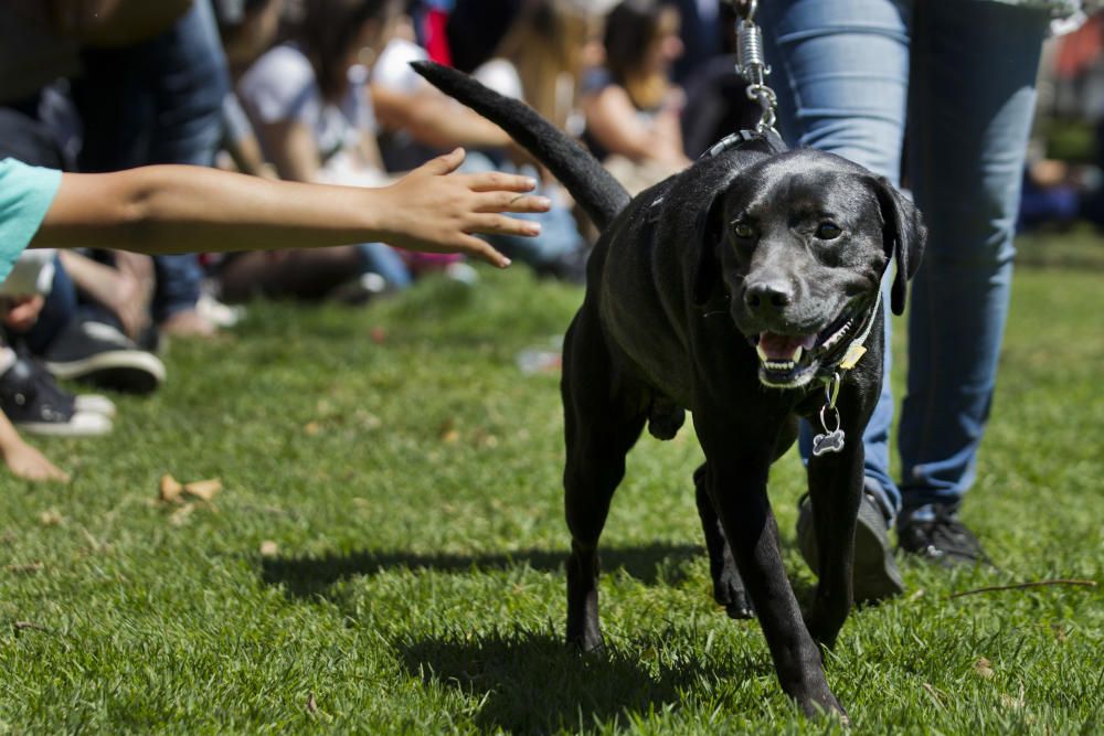 III Feria del Bienestar Animal en Valencia