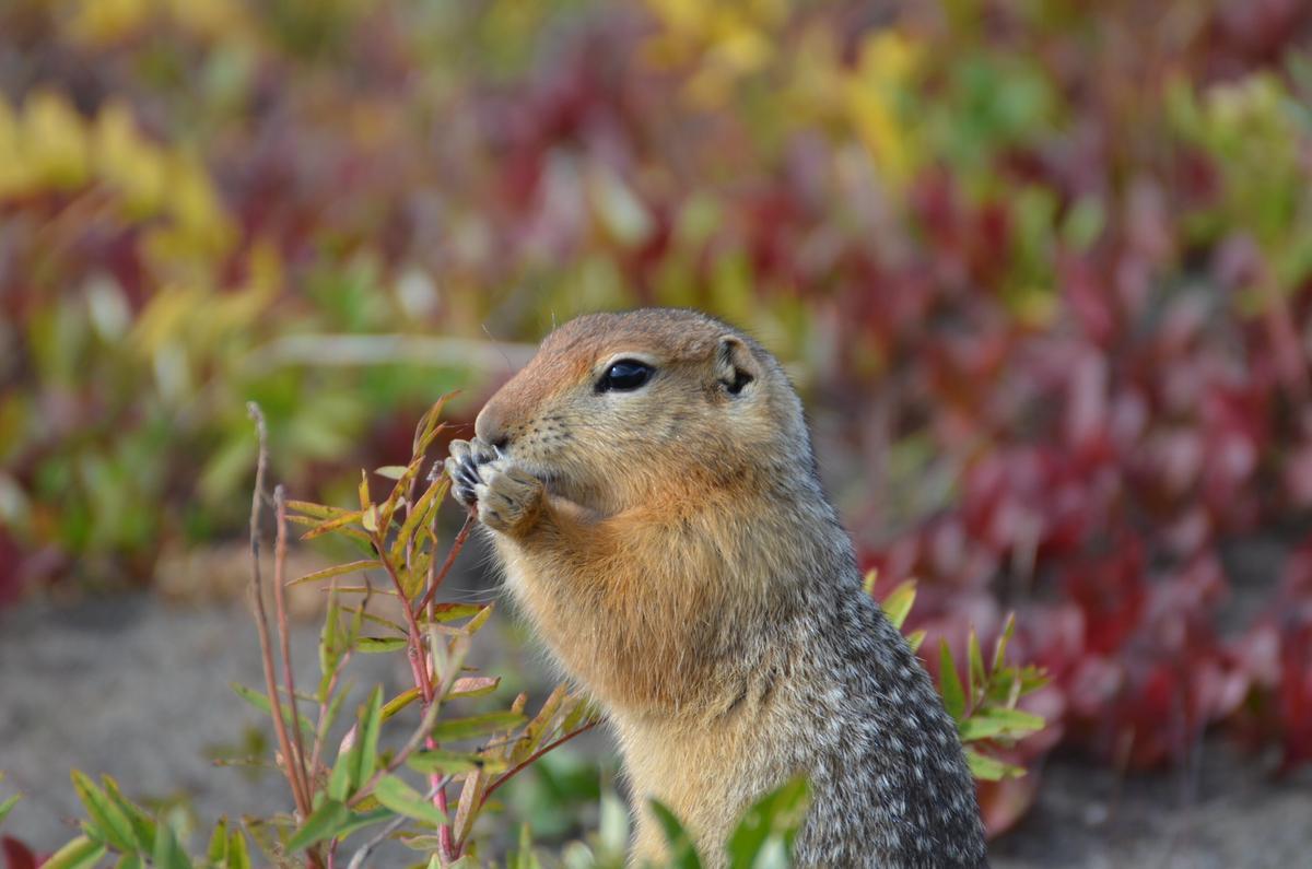 Una ardilla de tierra ártica juvenil forrajeando cerca de la estación de campo Toolik en el norte de Alaska.