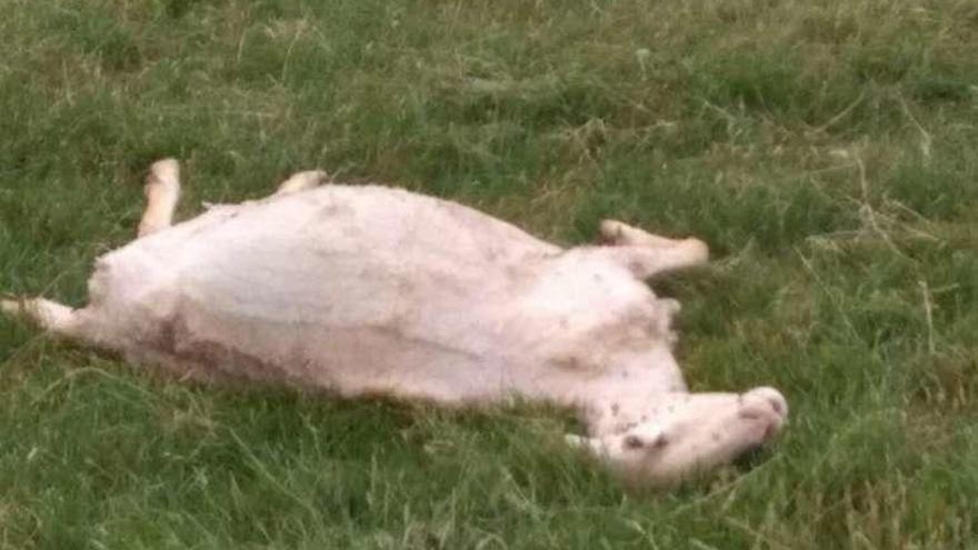 Última oveja matada por los lobos en Gema del Vino.