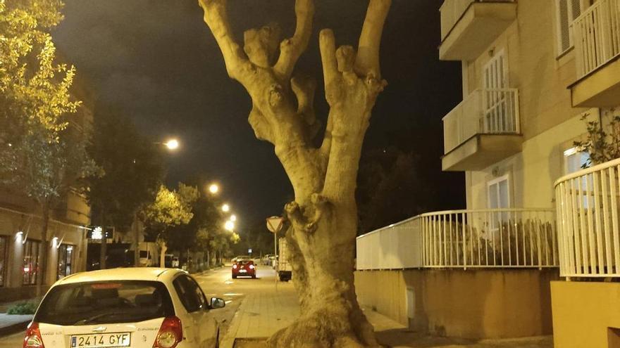 Indignación por la poda de un bellasombra más en Palma