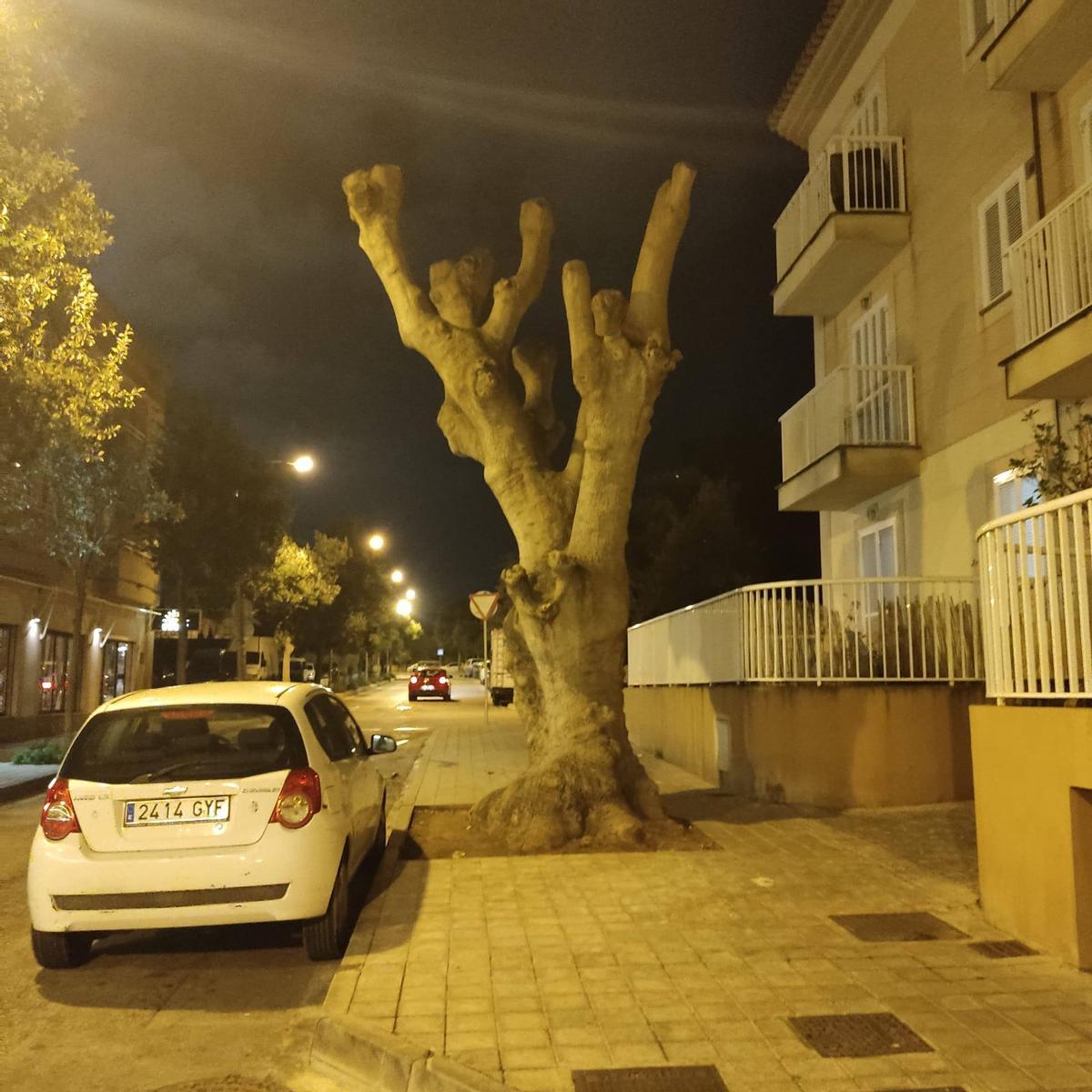 La tala del bellaombra en la calle Illa de Corfú.