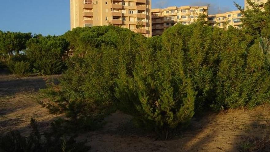 ANSE, en contra de la construcción del edificio multiusos en Monteblanco.