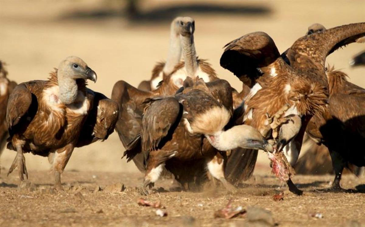 Buitres leonados devorando carroña.