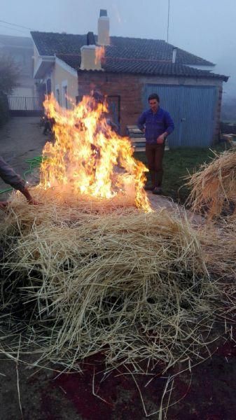 Matanza tradicional en Aliste