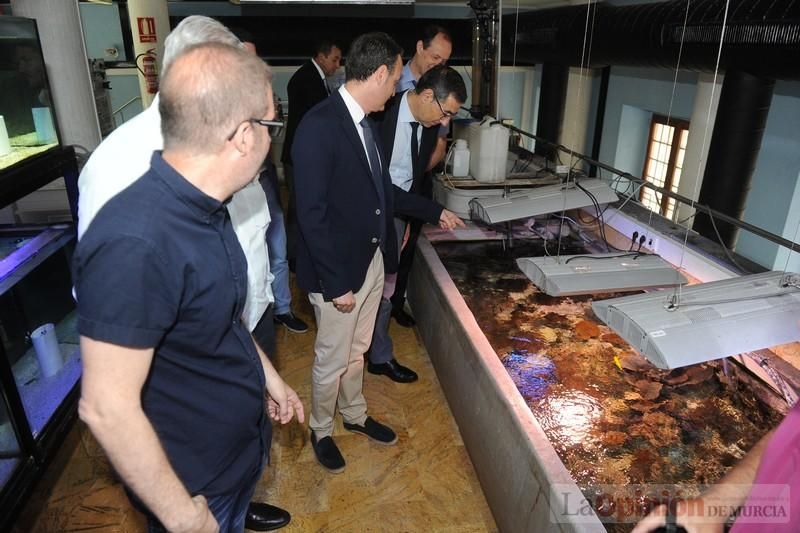 El acuario de la UMU albergará las especies emblemáticas del Mar Menor