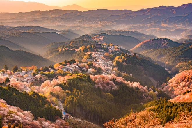 Los campos de flores más impresionantes del mundo: 10 imprescindibles