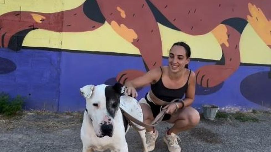 El perro más veterano de sa Coma busca hogar en Ibiza