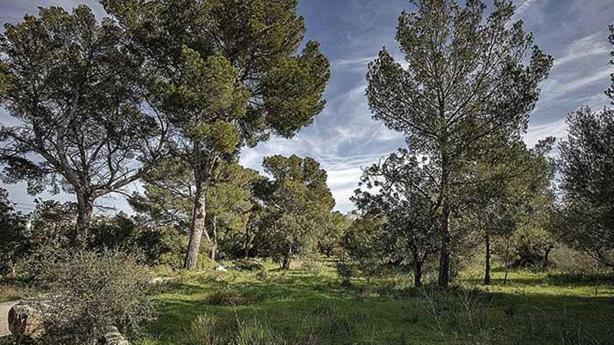 La finca de Son Puigdorfila Nou mide mÃ¡s de 23 hectÃ¡reas, la mayor parte de pinar y garriga.