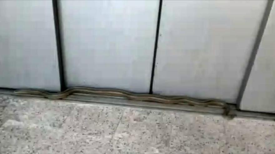 Una serpiente de más de un metro paseando por el centro de Torrevieja