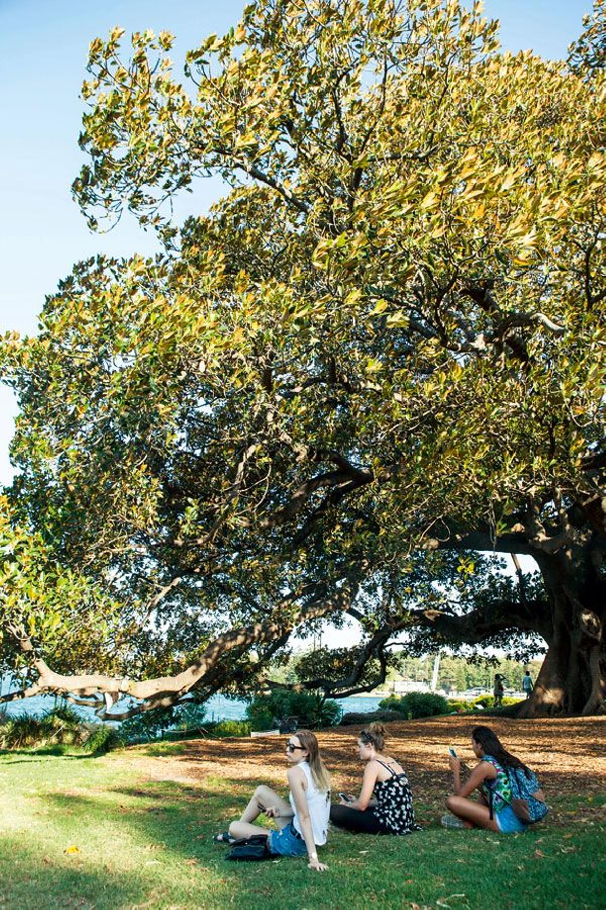 Sidney: Jardín Botánico