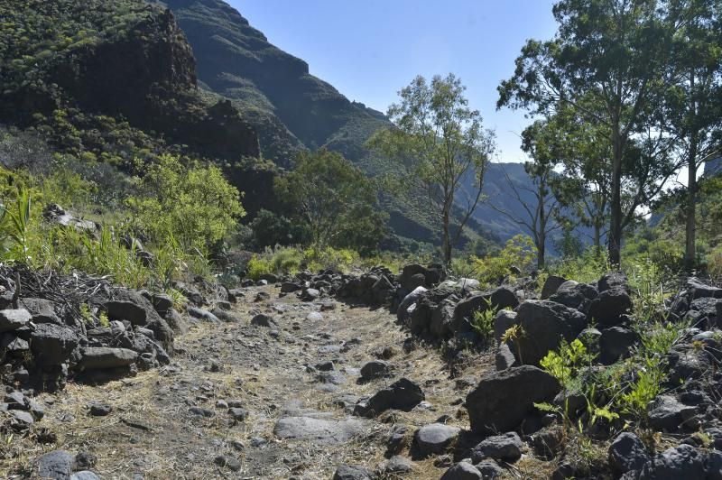 Inauguración del camino de las bestias en Ingenio