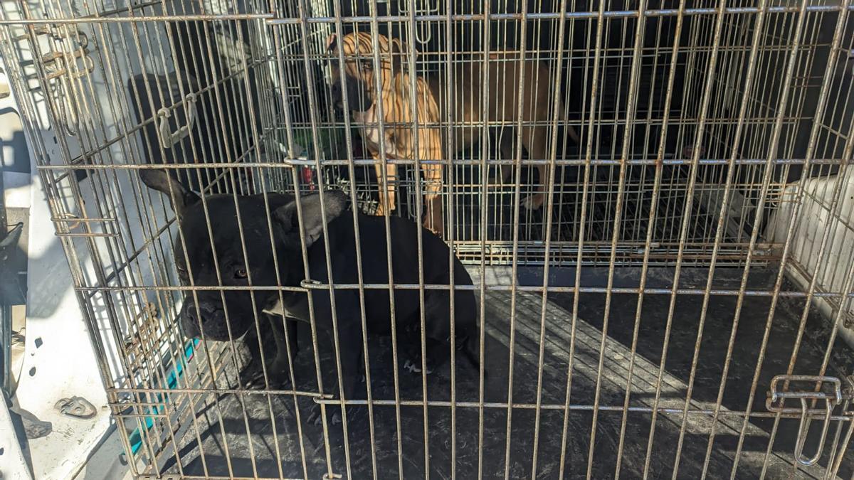 Las dos perras que atacaron a la vecina de Alguazas, en las jaulas donde permanecen en cuarentena en la perrera.