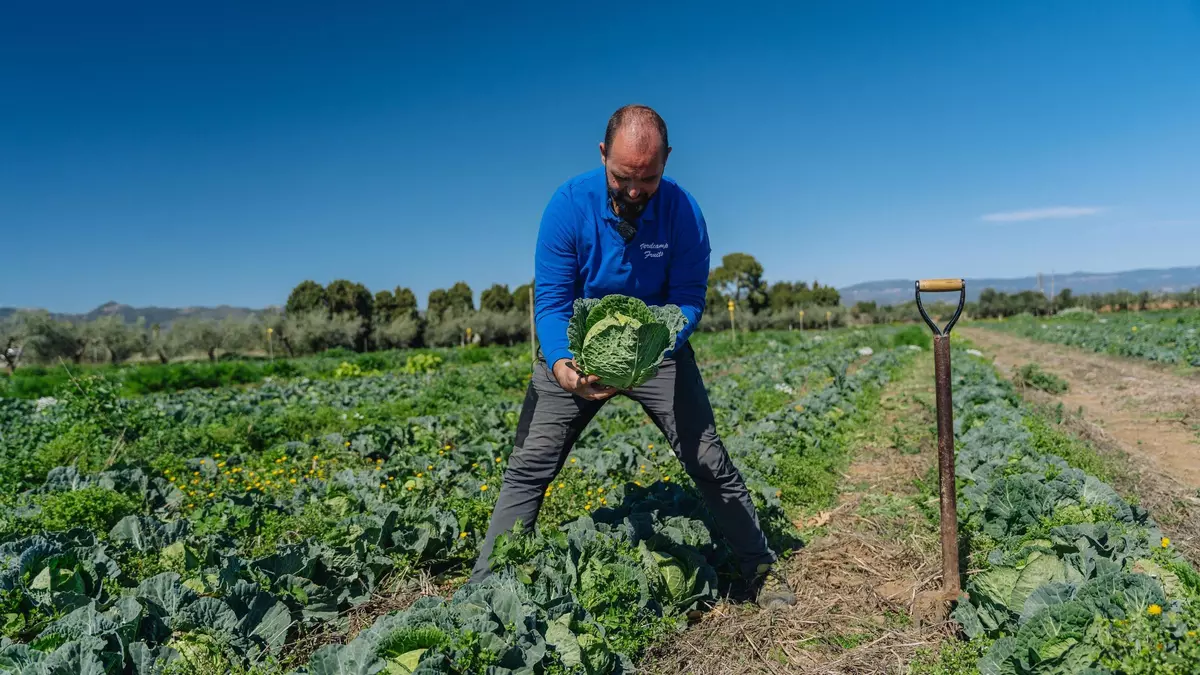 La revolución agrícola empieza en Cataluña: misma producción, menor costo y beneficios ambientales