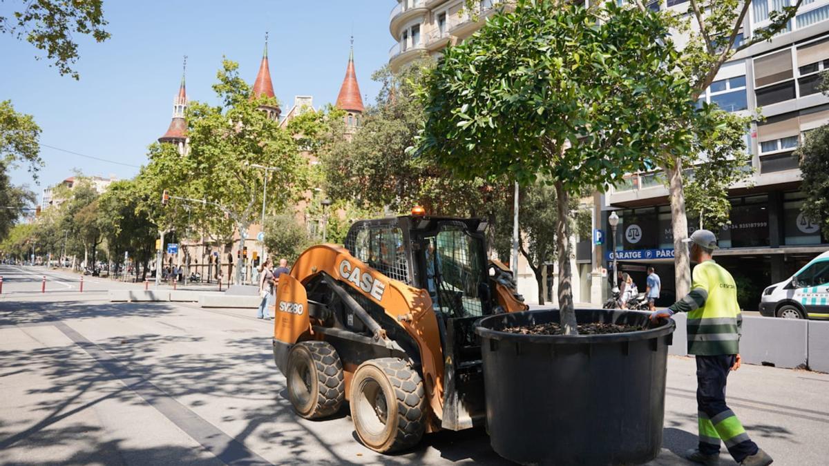 Las primeras plantas llegan a la calzada de la Diagonal.