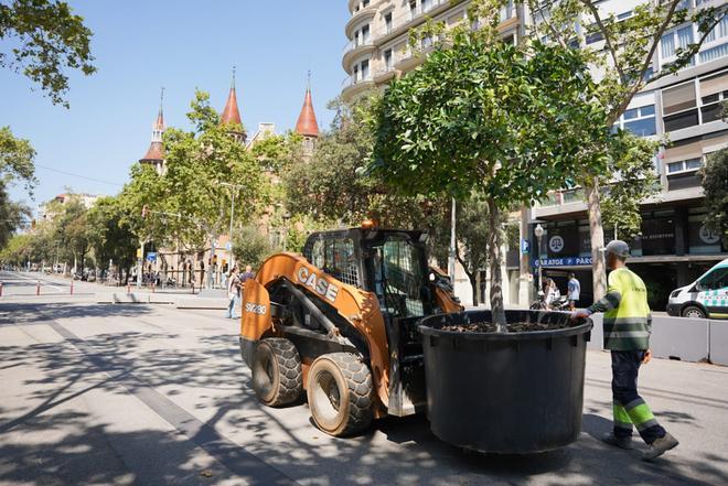 Las primeras plantas llegan a la calzada de la Diagonal.