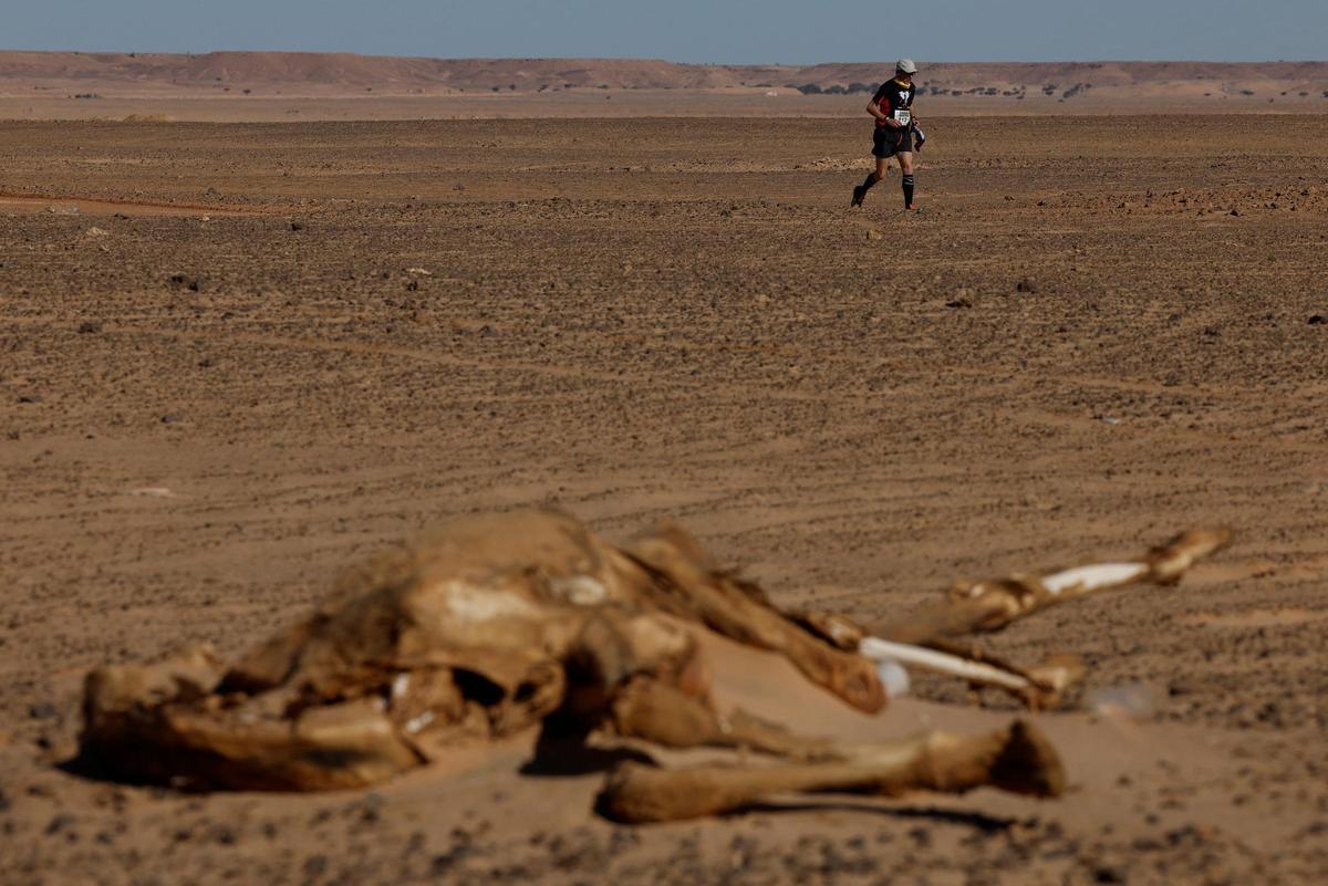 Imágenes de la 23ª edición del Sahara Marathon, en Argelia.