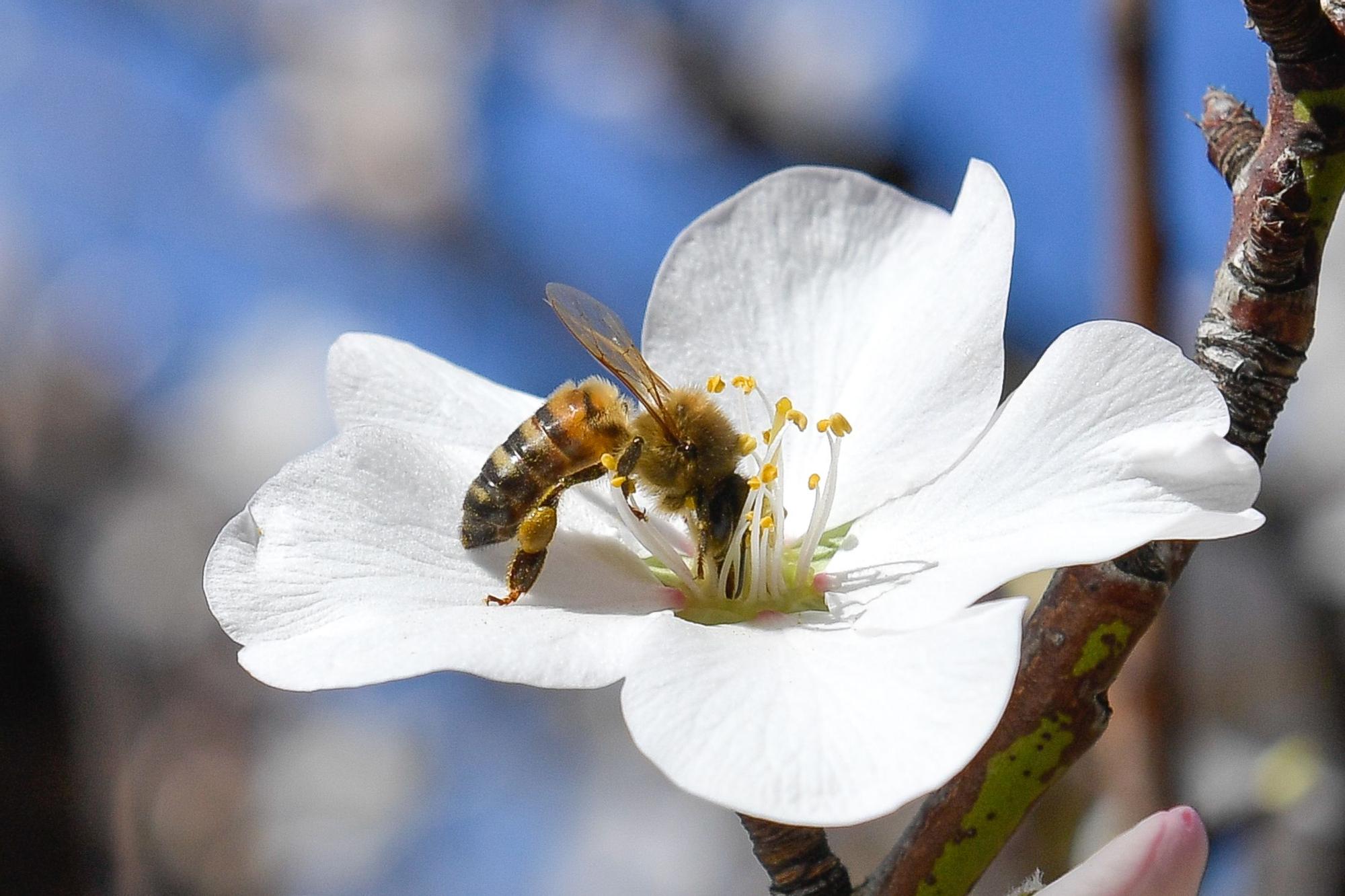 Almendros en flor en Tejeda