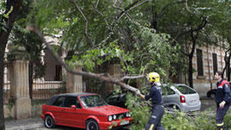 Bomberos retiran en Palma ramas que ha desprendido el temporal