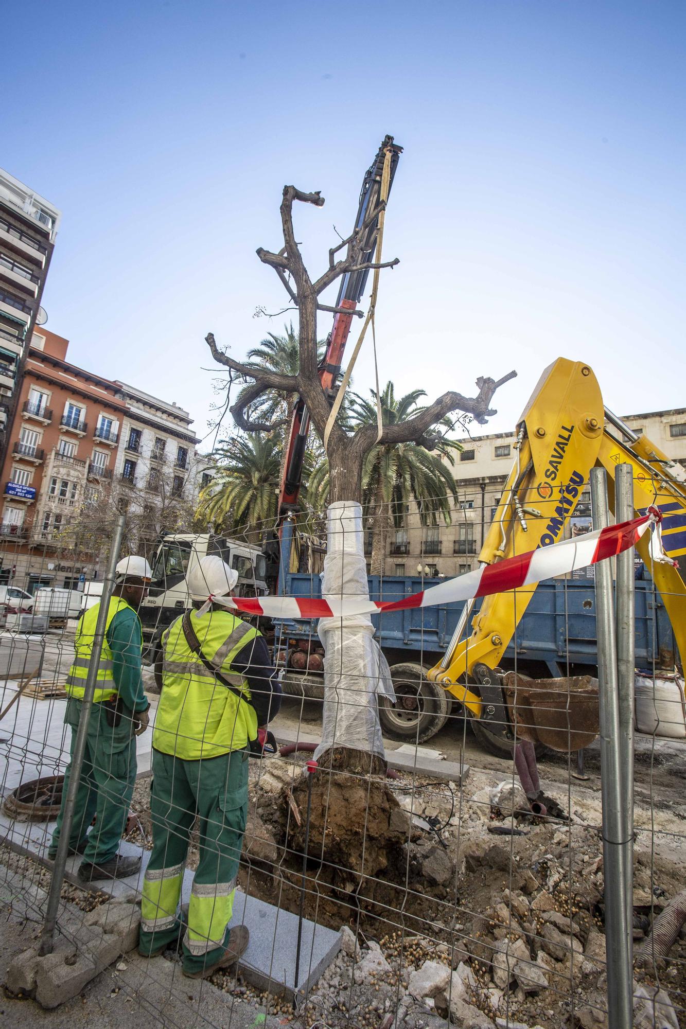 Tensión en el centro de Alicante por la tala de las melias