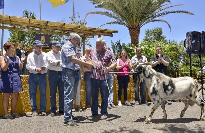 ARUCAS GRAN CANARIA A 28/05/2017 Entrega de premios concurso de ganado del Cabildo de Gran Canaria. FOTO: J.PÉREZ CURBELO