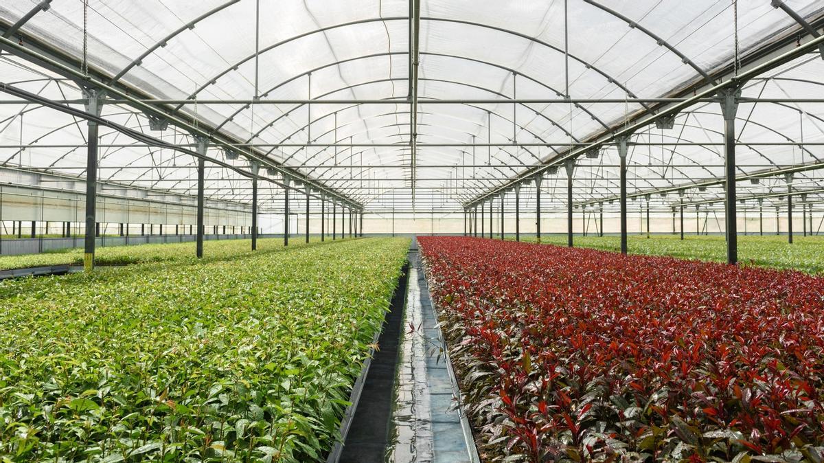 Interior de uno de los invernaderos de Agromillora.