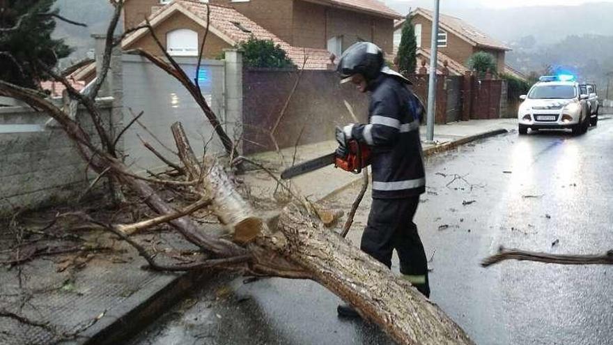 Un árbol del pazo caído el pasado febrero sobre el cierre de un vecino.