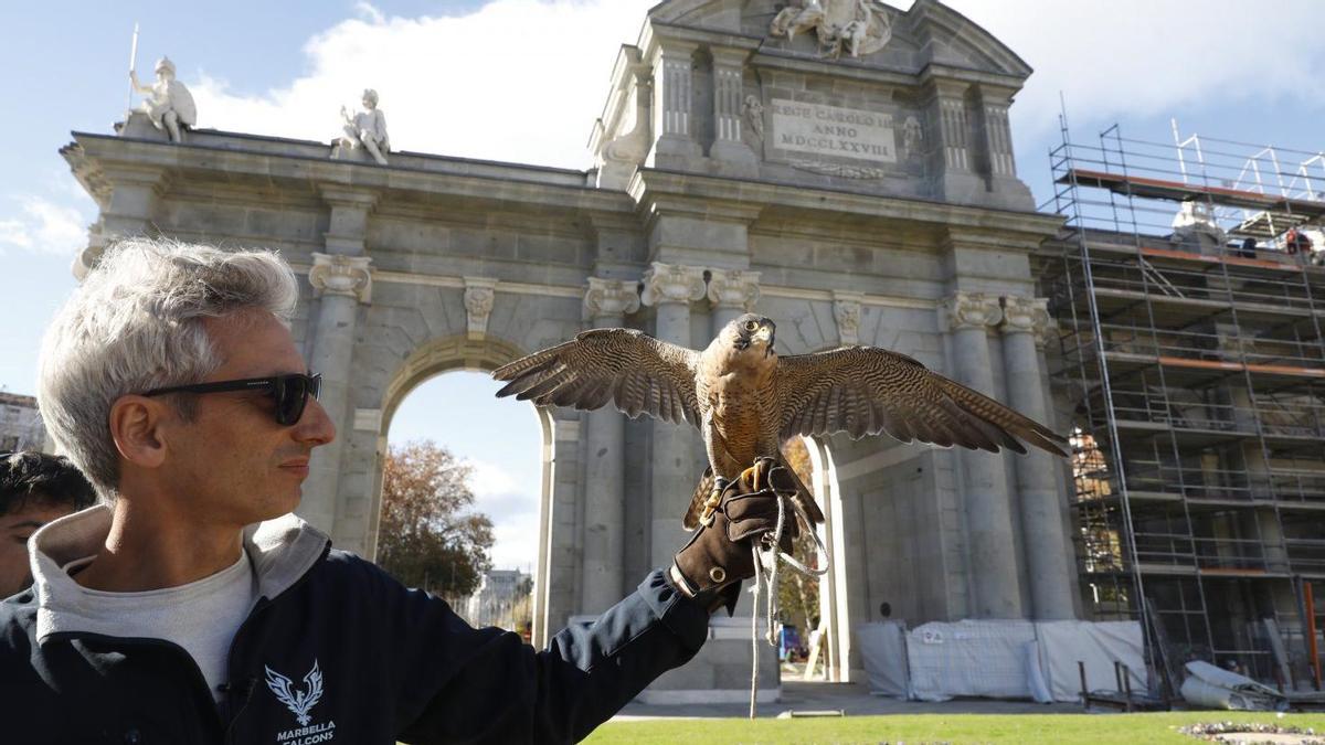 El cetrero David Gil mantiene a raya a las palomas en la reformada Puerta de Alcalá de Madrid con un halcón y dos águilas