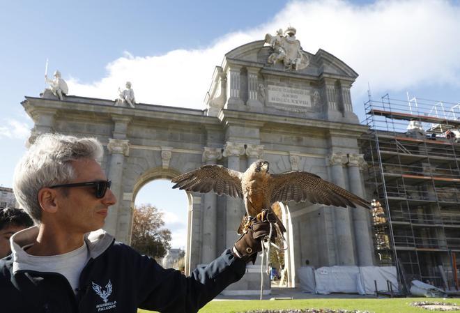 Así luchan las ciudades españoles ante la proliferación de palomas: desde rejillas y pinchos a halcones para ahuyentarlas